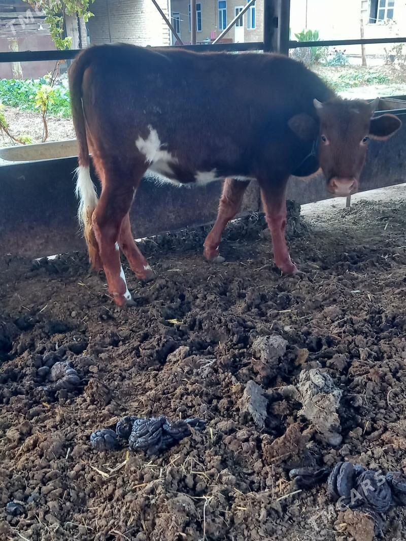 Satlyk okuz we unajyn - Çärjew - img 4