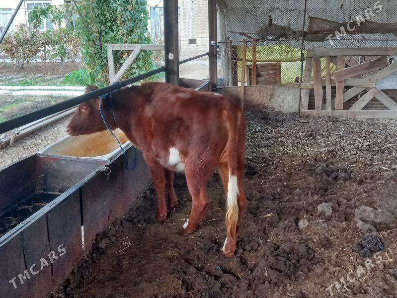 Satlyk okuz we unajyn - Çärjew - img 5