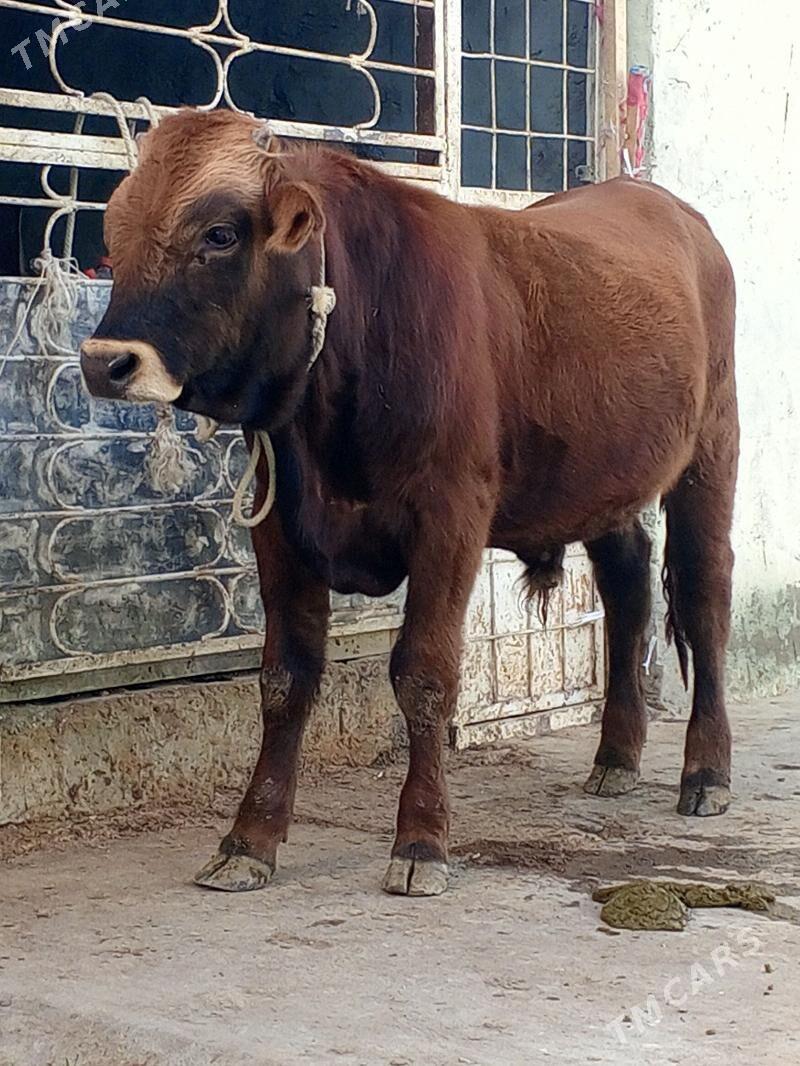 Tohum okuz - Aşgabat - img 3