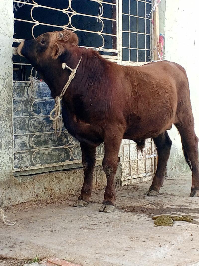 Tohum okuz - Aşgabat - img 5