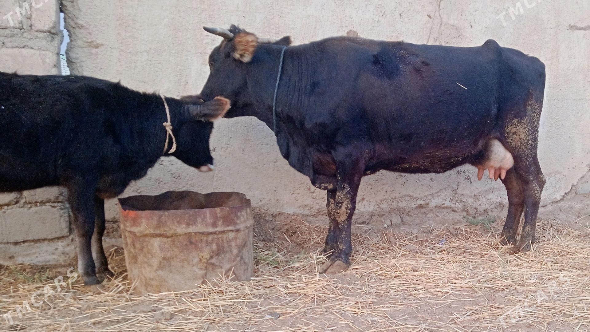 göleli sygyr - Ak bugdaý etraby - img 4