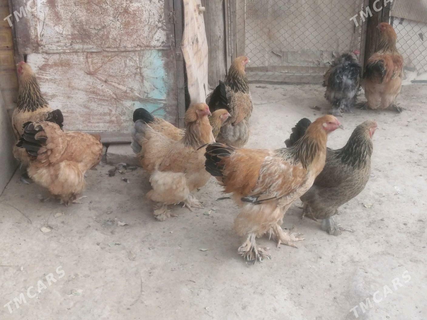 Brama - Aşgabat - img 3