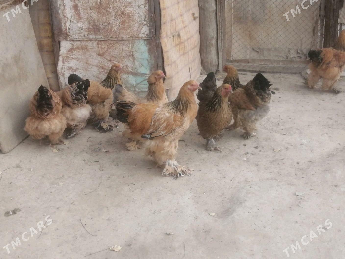 Brama - Aşgabat - img 4