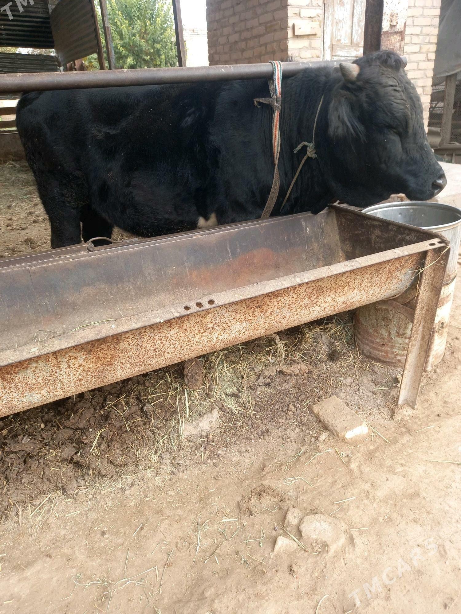 Satlyk okuz we unajyn - Çärjew - img 2