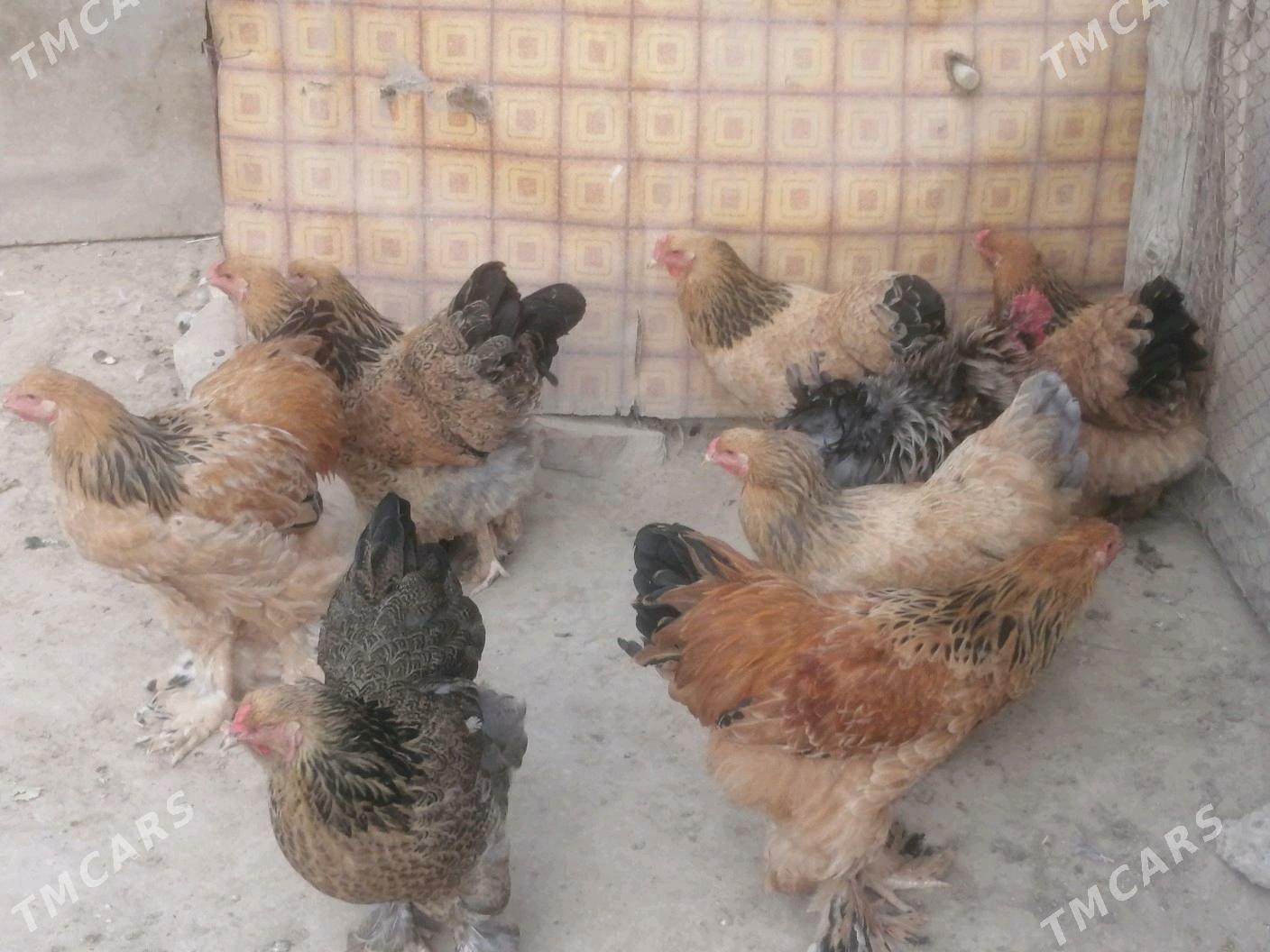 Brama - Aşgabat - img 5