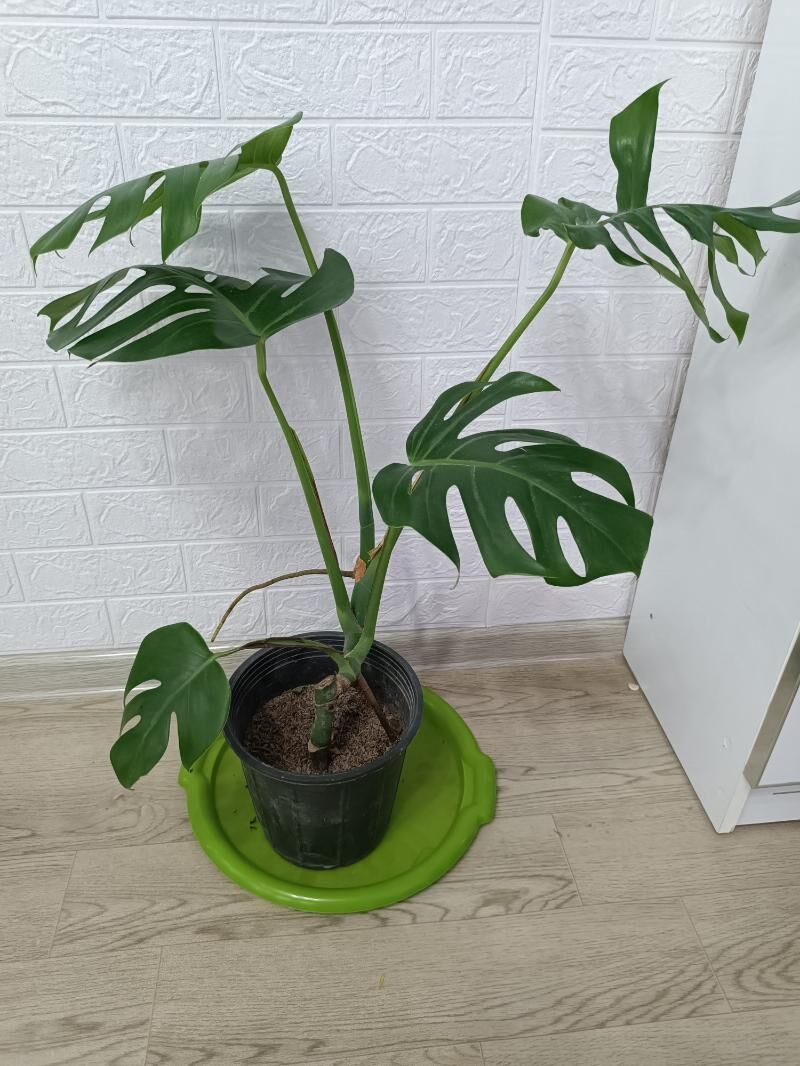 МОНСТЕРА ДЕЛИКАТЕС - Aşgabat - img 3