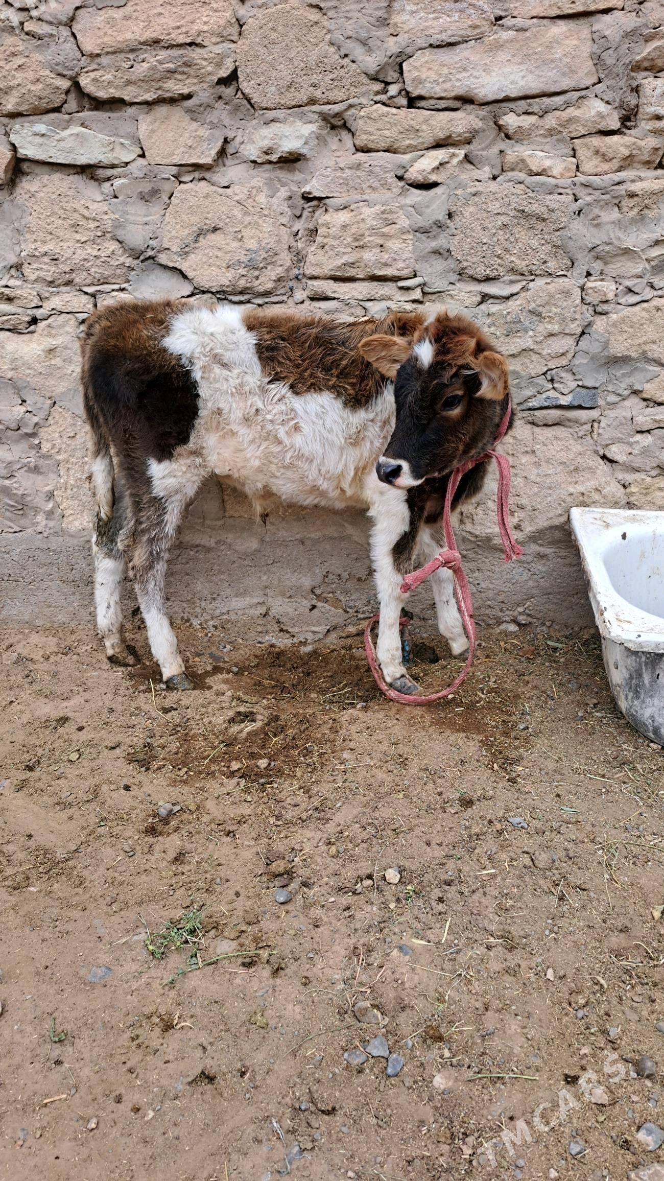 göleli sygyr - Гызыларбат - img 5