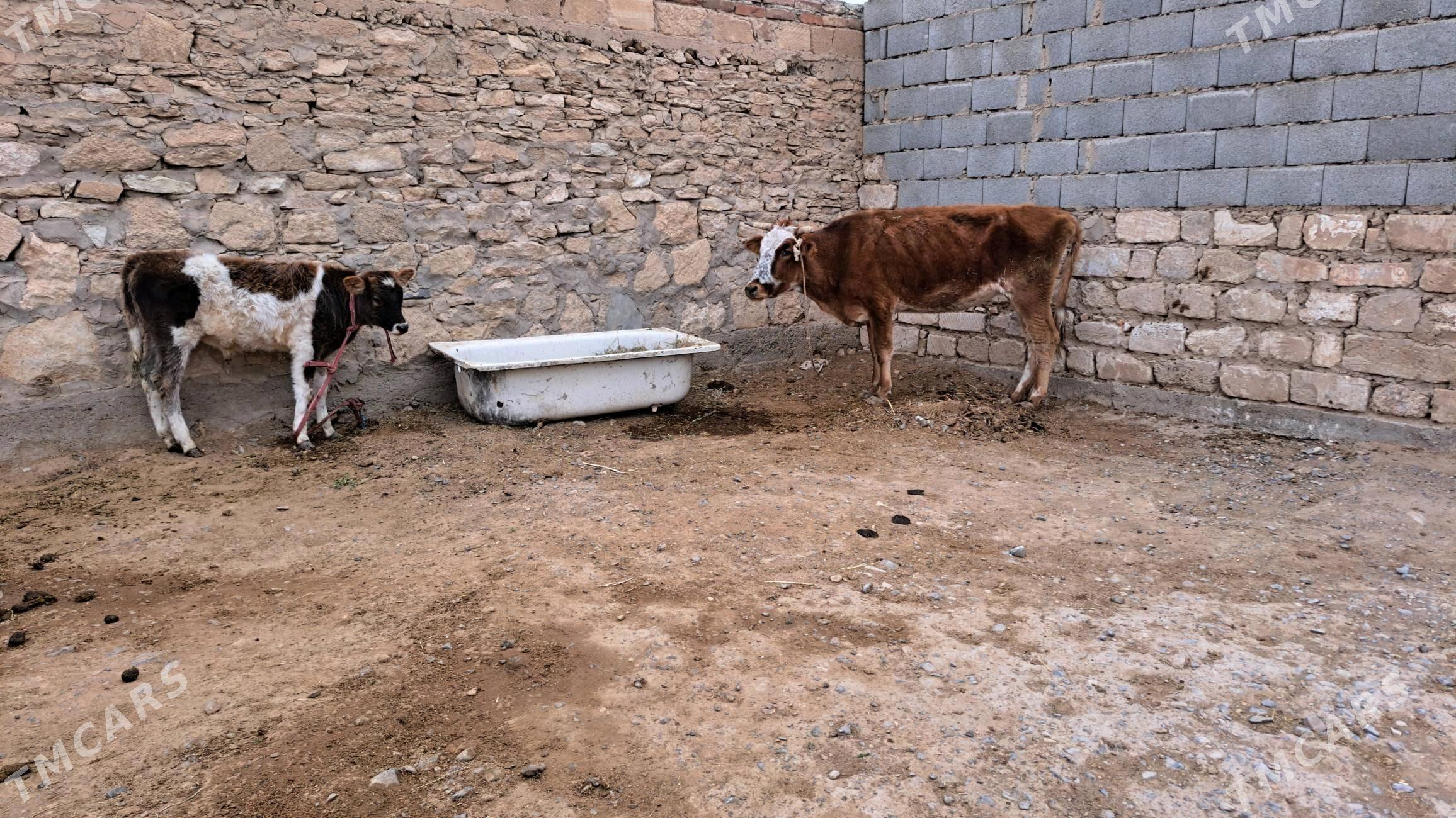 göleli sygyr - Гызыларбат - img 3