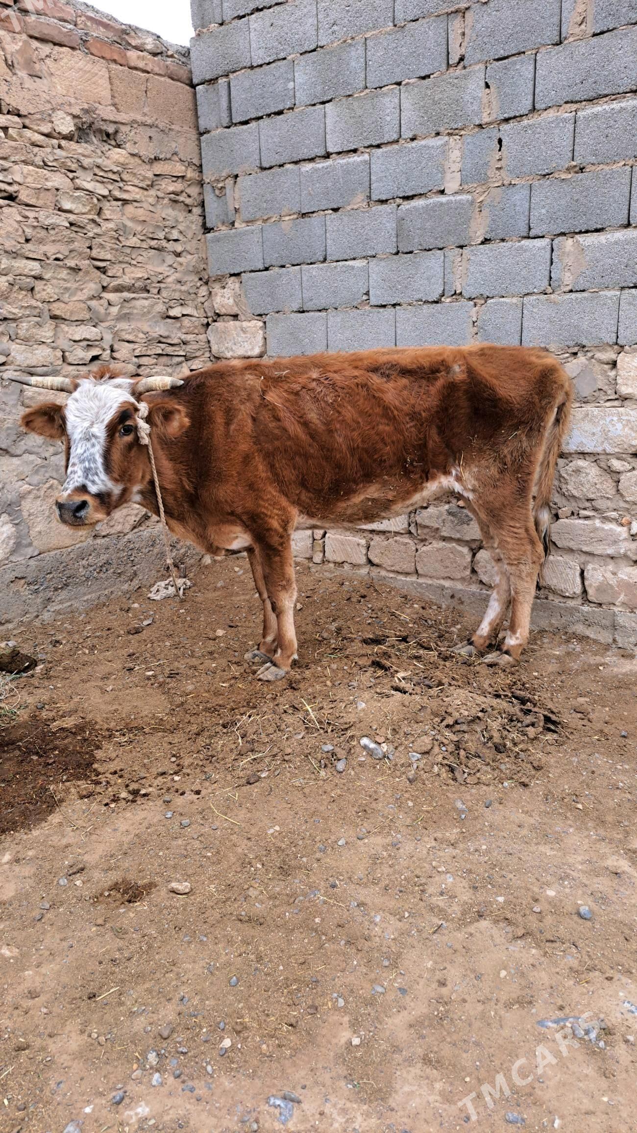 göleli sygyr - Гызыларбат - img 2