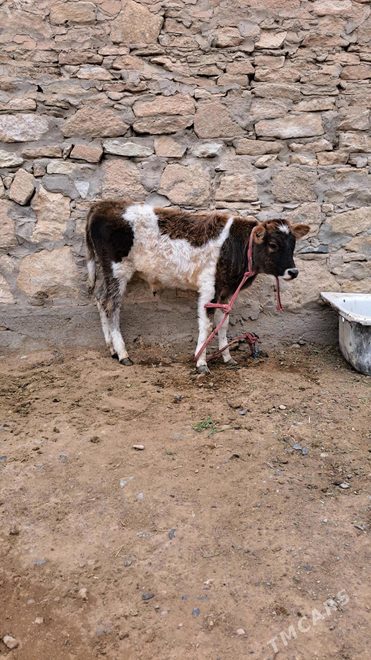 göleli sygyr - Гызыларбат - img 4