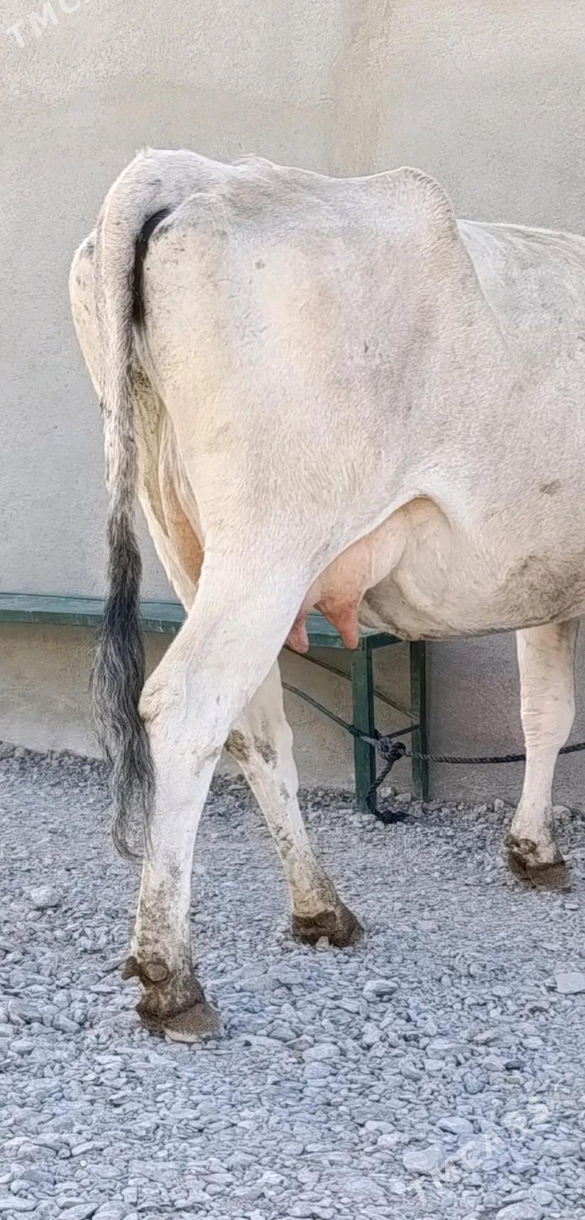 GÖLELİ SYGYR - Гёкдепе - img 3