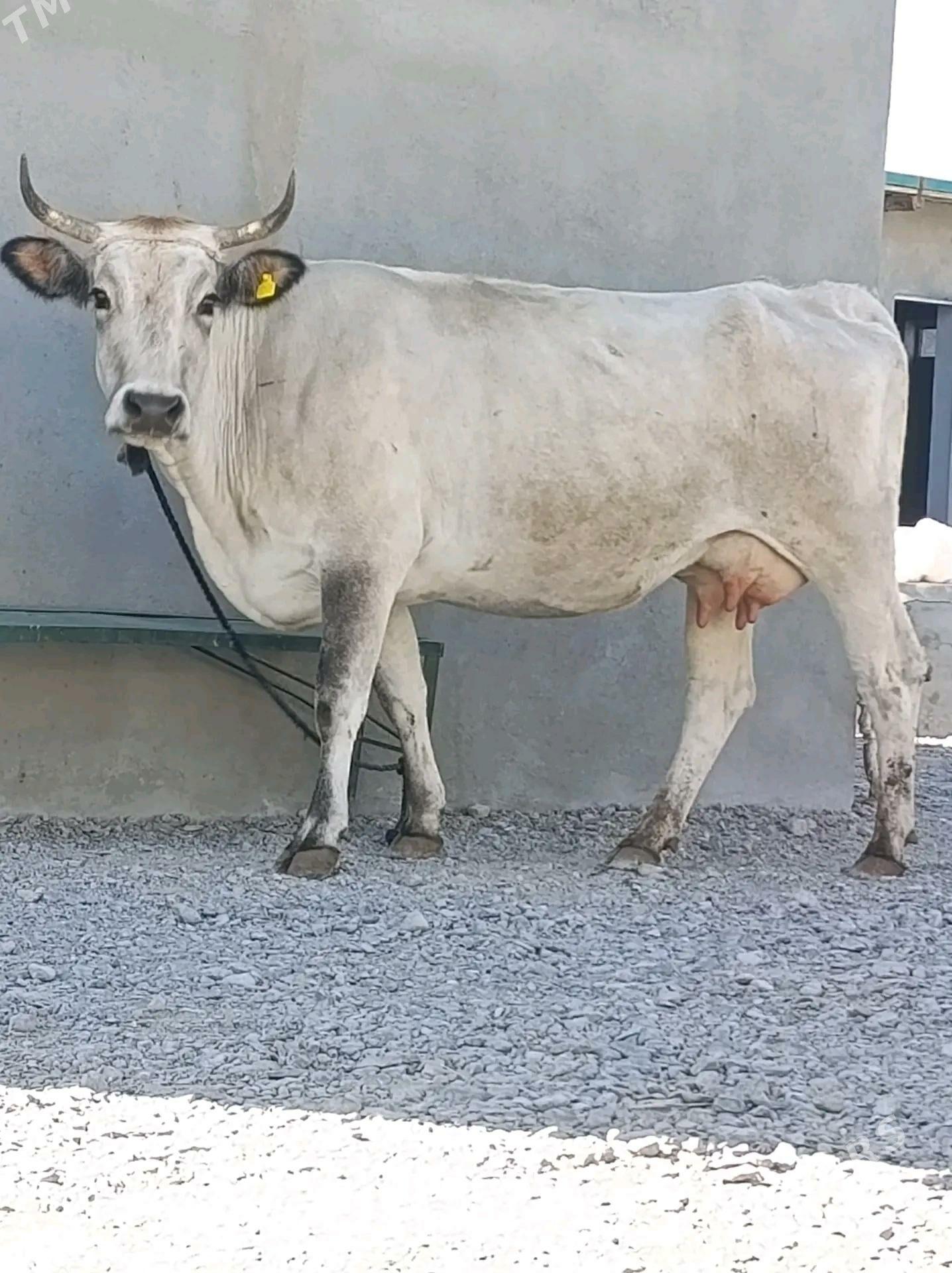 GÖLELİ SYGYR - Гёкдепе - img 2