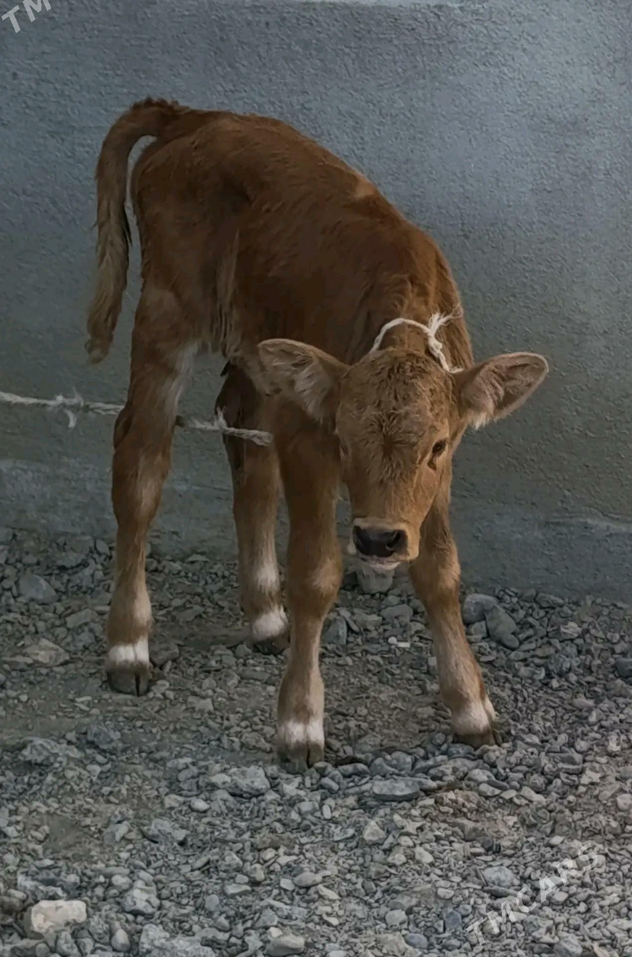 GÖLELİ SYGYR - Гёкдепе - img 4