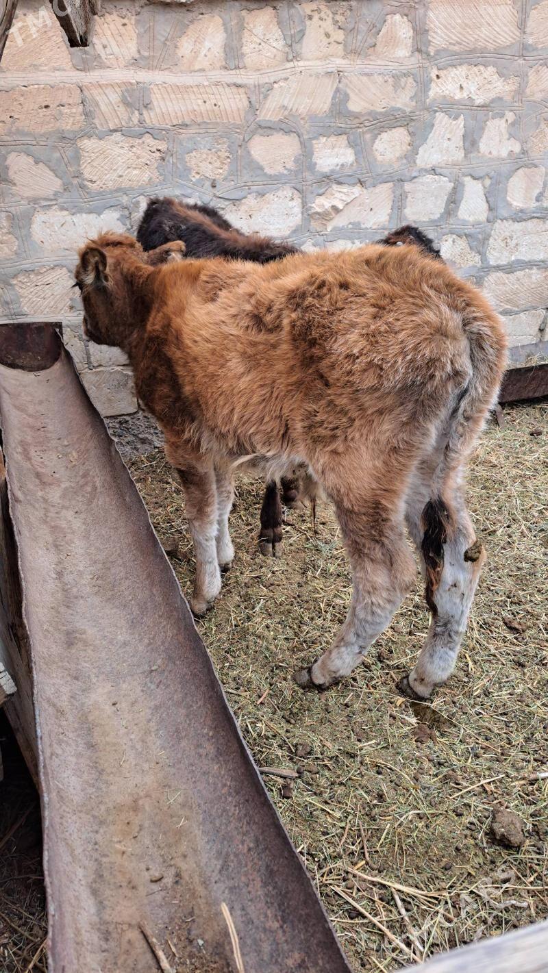 göleli sygyr - Гызыларбат - img 3