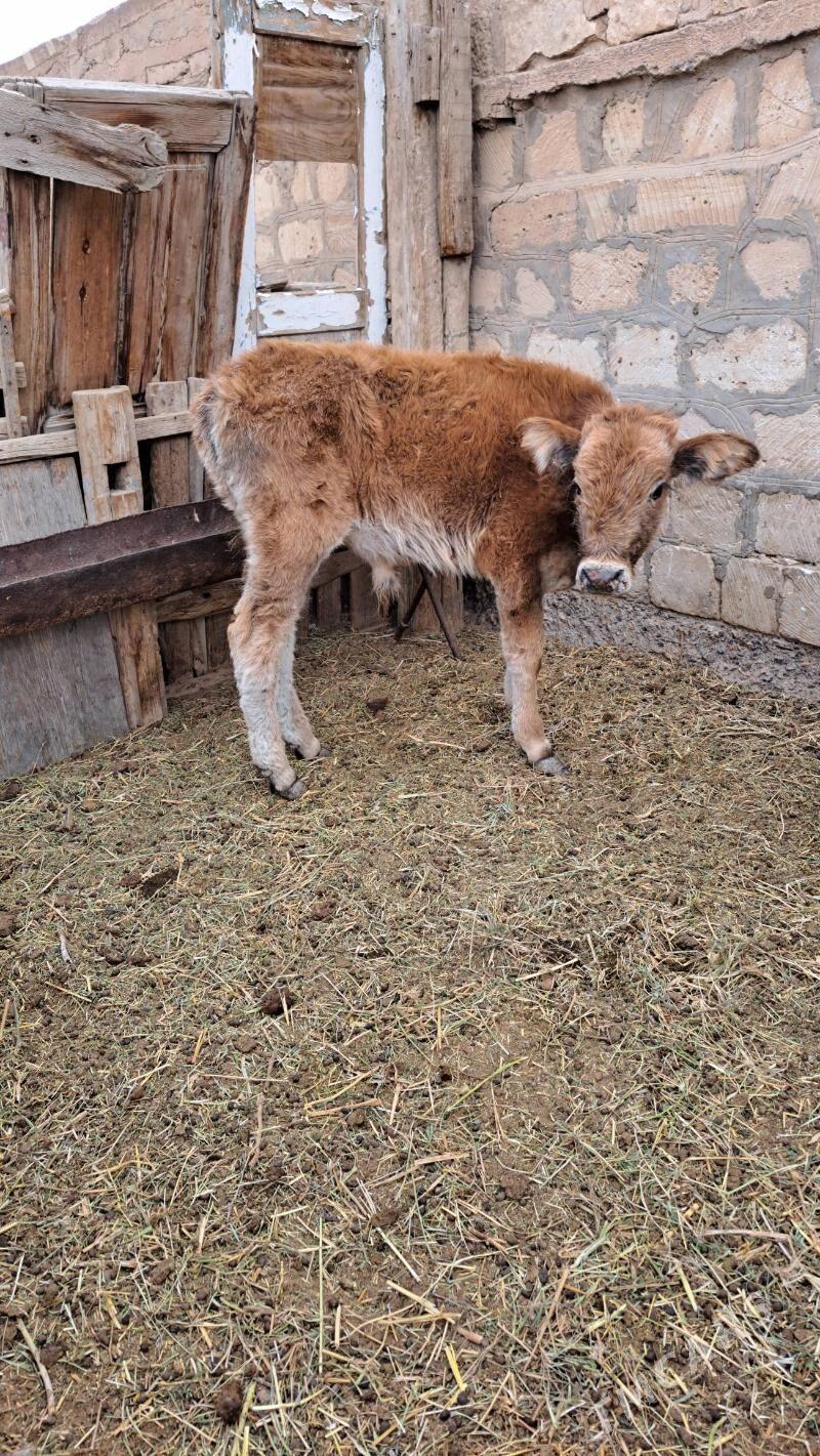 göleli sygyr - Гызыларбат - img 2