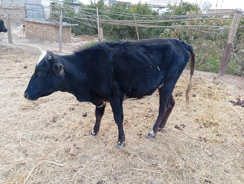 okuz tuwe - Magtymguly - img 6