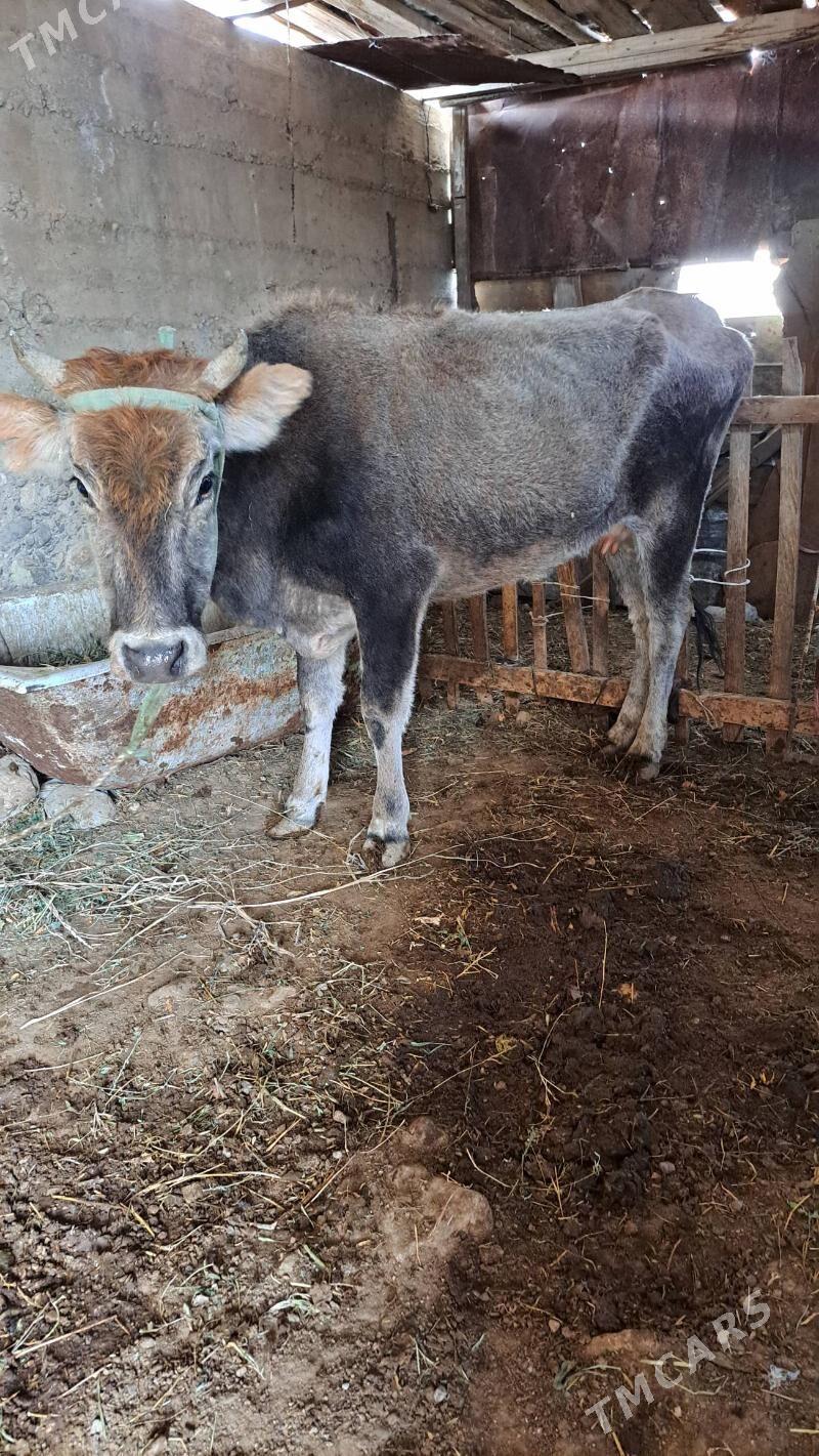 göleli sygyr - Гызыларбат - img 4