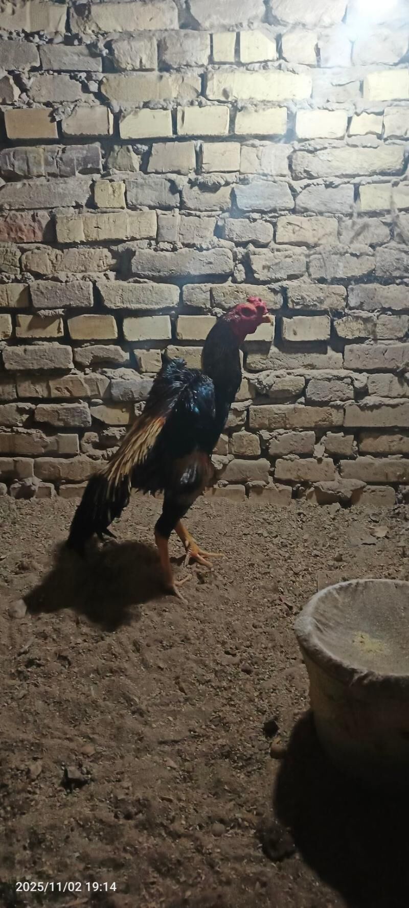 horaz - Керки - img 3