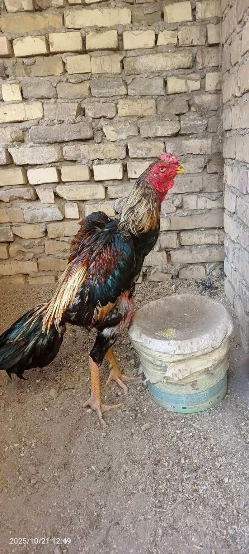 horaz - Керки - img 6