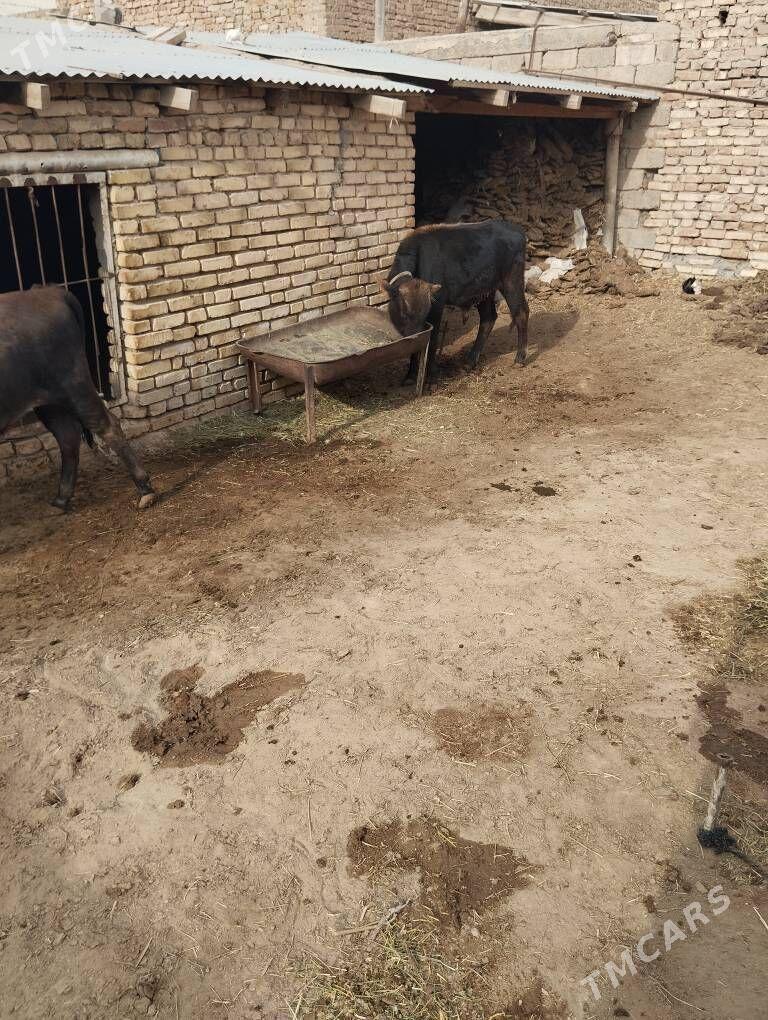 okuzceler swet - Baýramaly - img 4