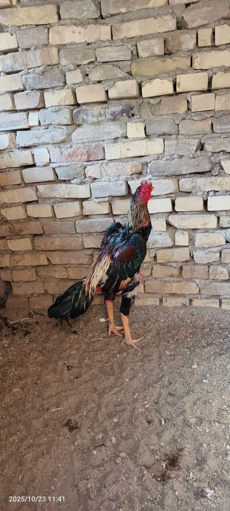 horaz - Керки - img 5