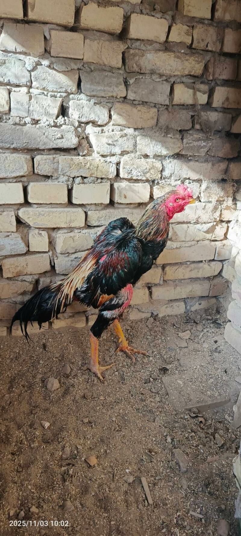 horaz - Керки - img 2