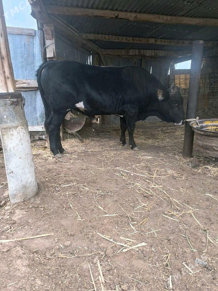 Okiz - Bereket - img 4