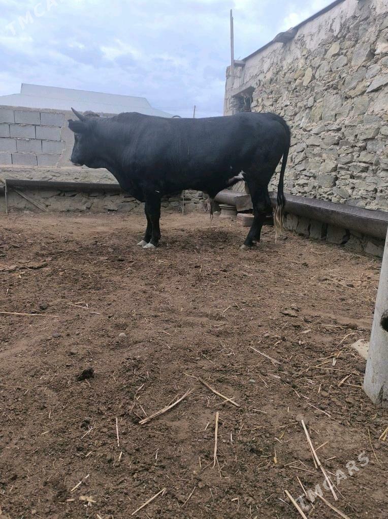 Okiz - Bereket - img 5