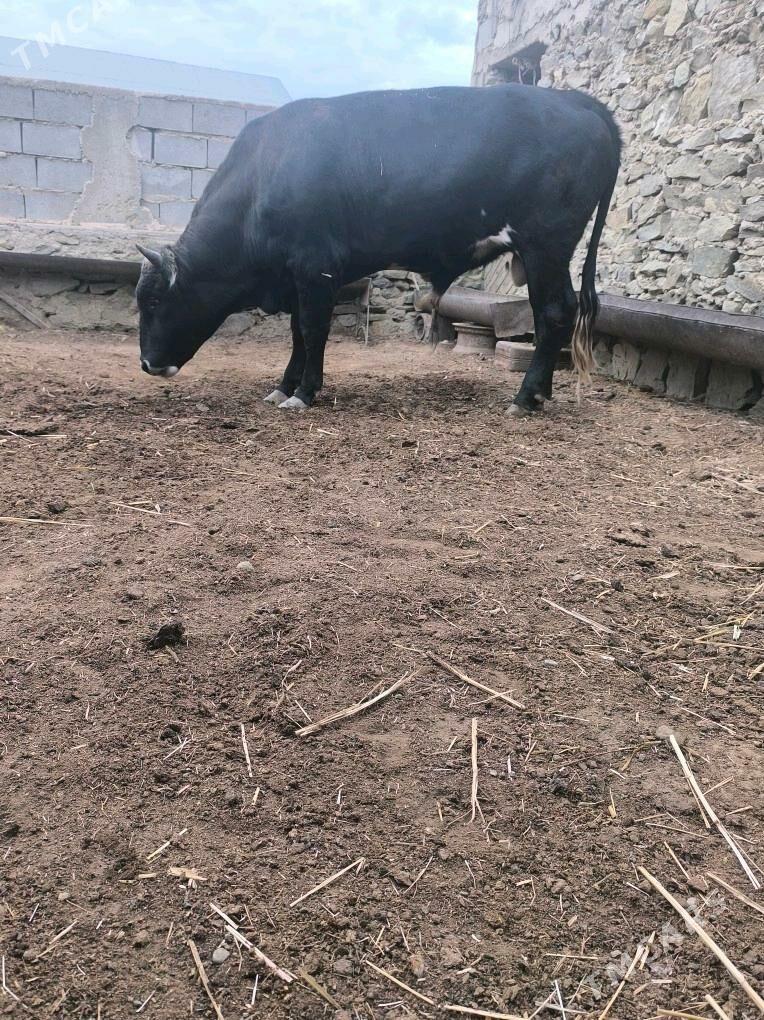 Okiz - Bereket - img 2