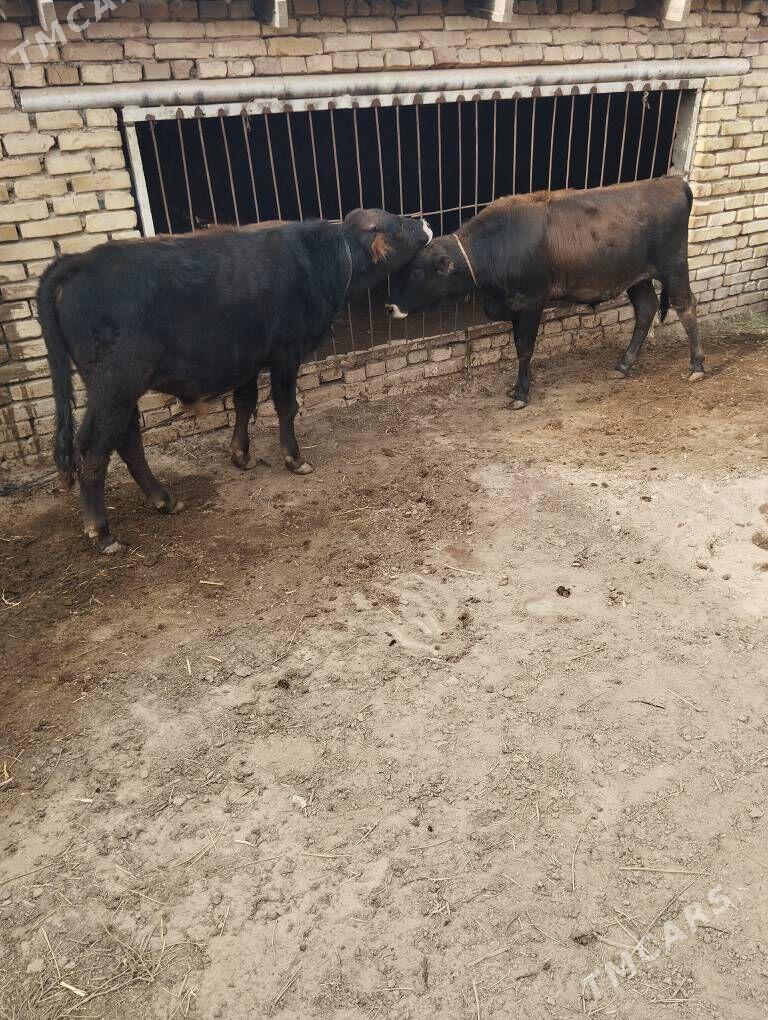 okuzceler swet - Baýramaly - img 6