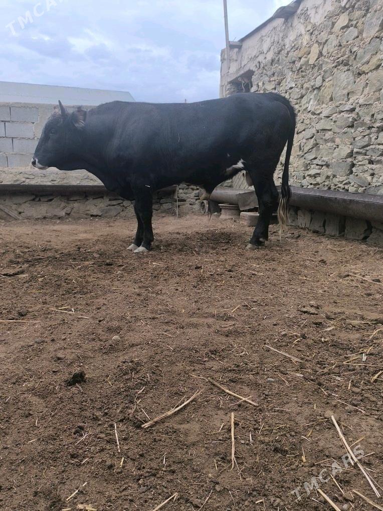 Okiz - Bereket - img 3