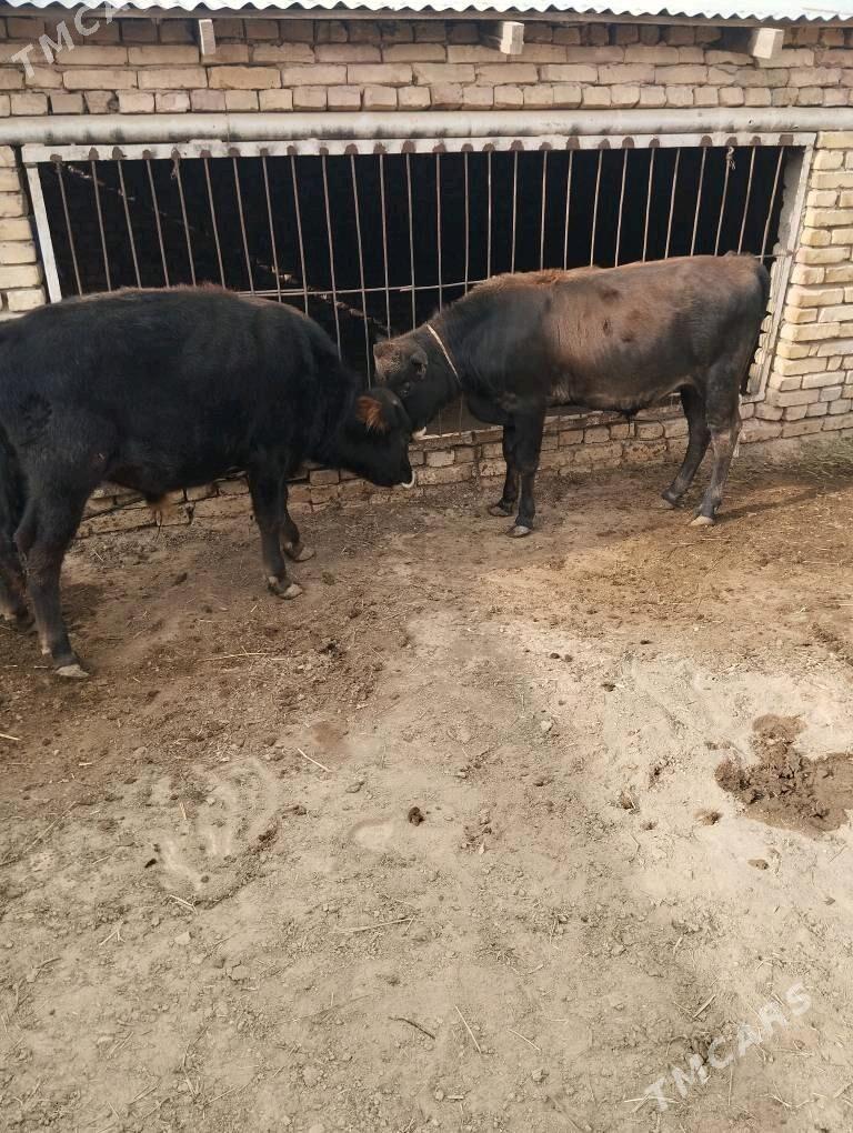 okuzceler swet - Baýramaly - img 5