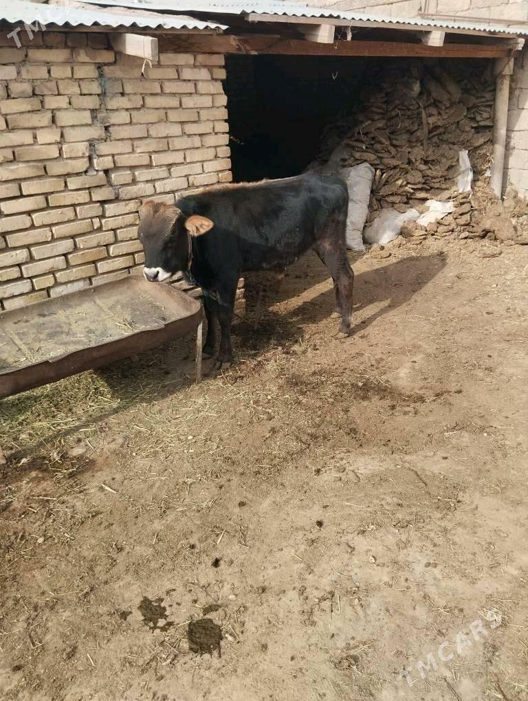 okuzceler swet - Baýramaly - img 3