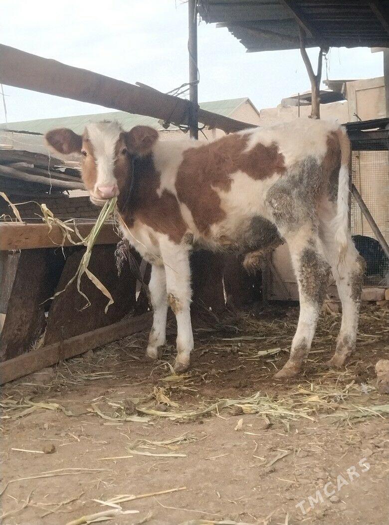 симентал окузче - Çärjew - img 5