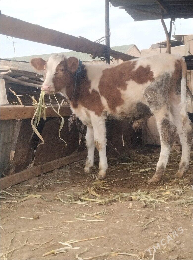 симентал окузче - Çärjew - img 2