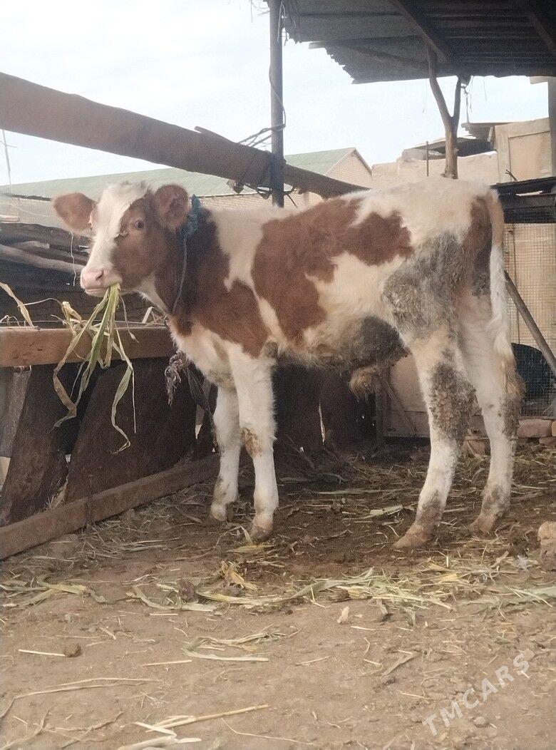 симентал окузче - Çärjew - img 3