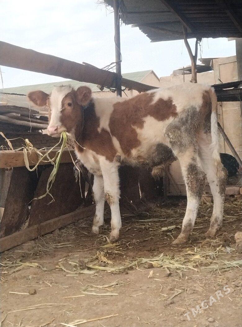 симентал окузче - Çärjew - img 4