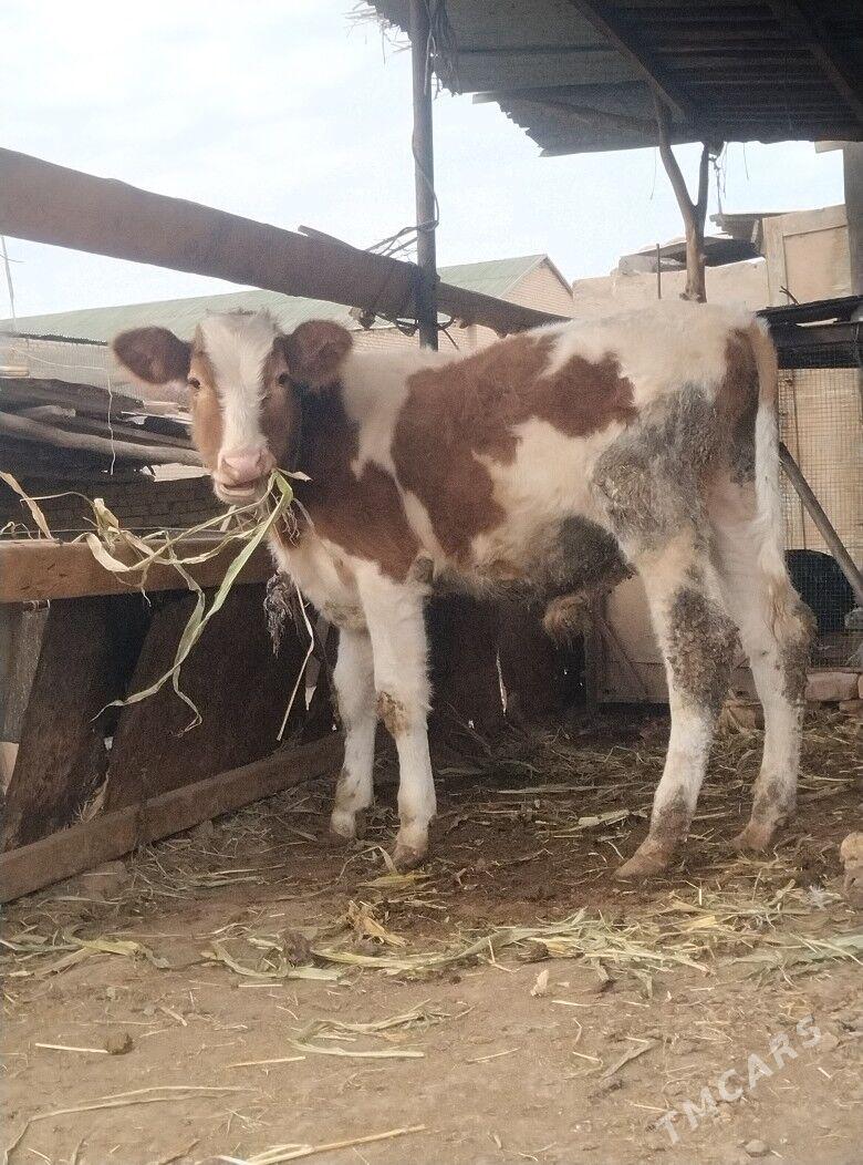 симентал окузче - Çärjew - img 6