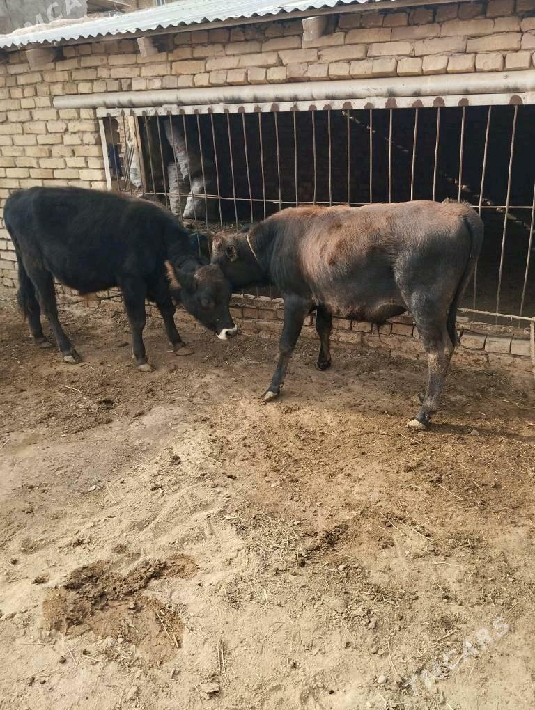 okuzceler swet - Baýramaly - img 2