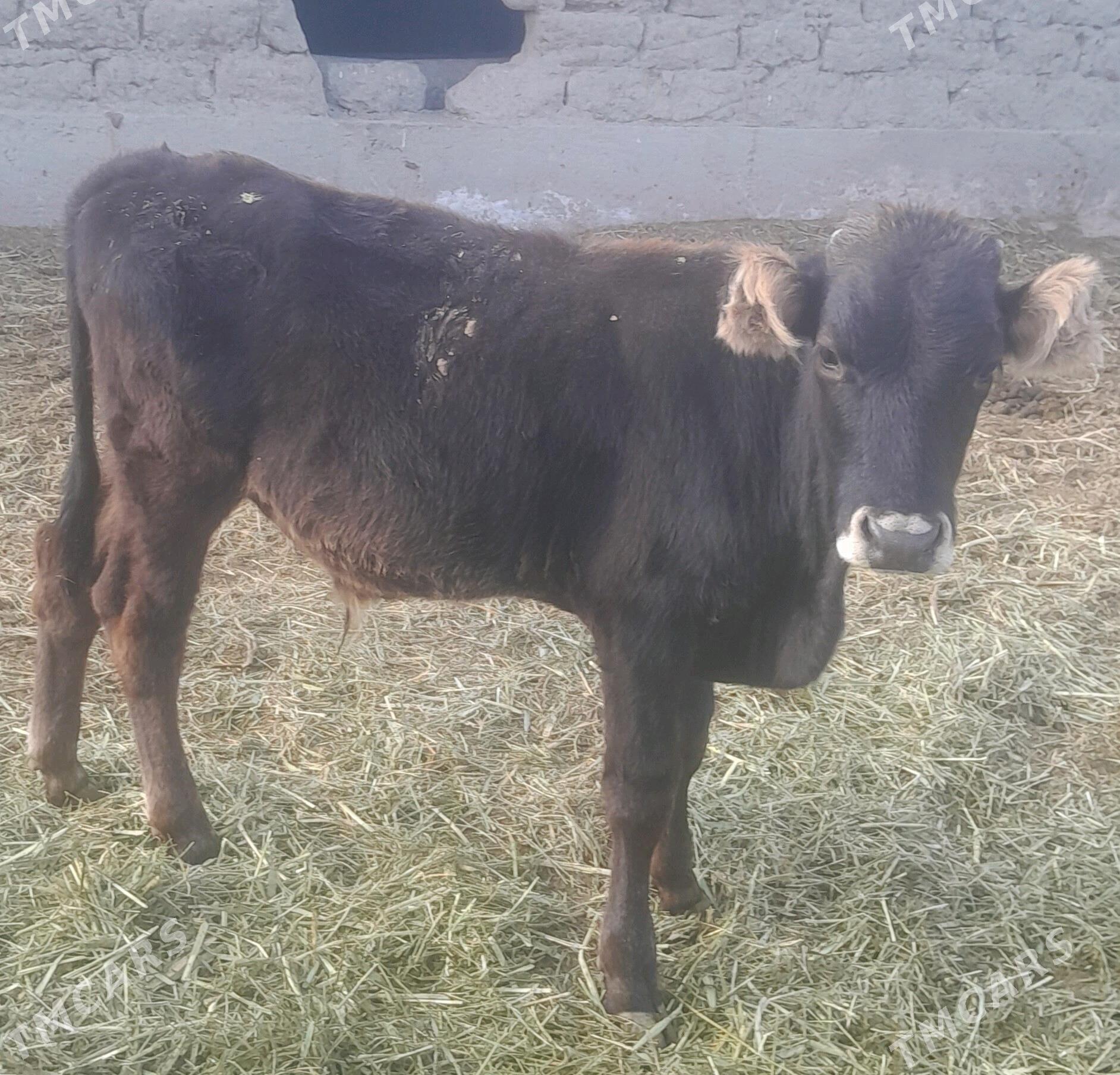 öküz - Бахарден - img 2