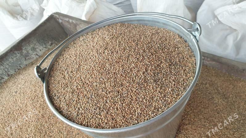 Satlyk Dary(Tary) 2025ý hasyly - Sakar - img 1