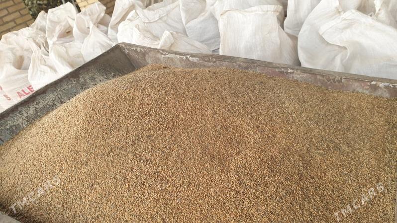 Satlyk Dary(Tary) 2025ý hasyly - Sakar - img 2