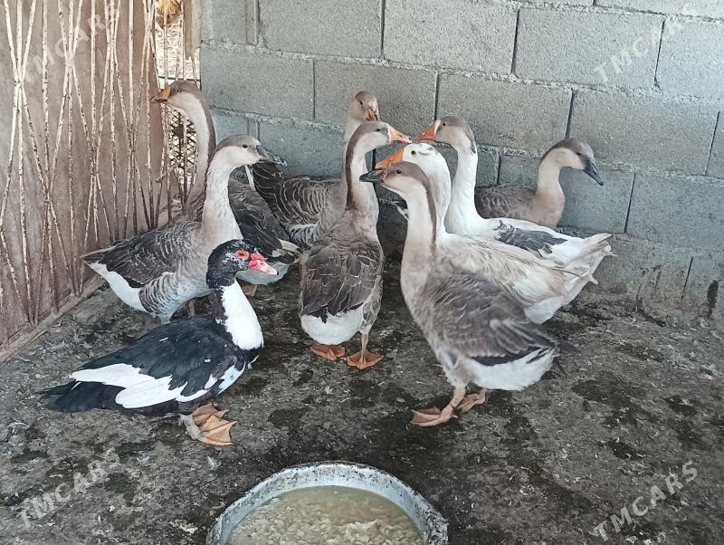 gus - Бекреве - img 2