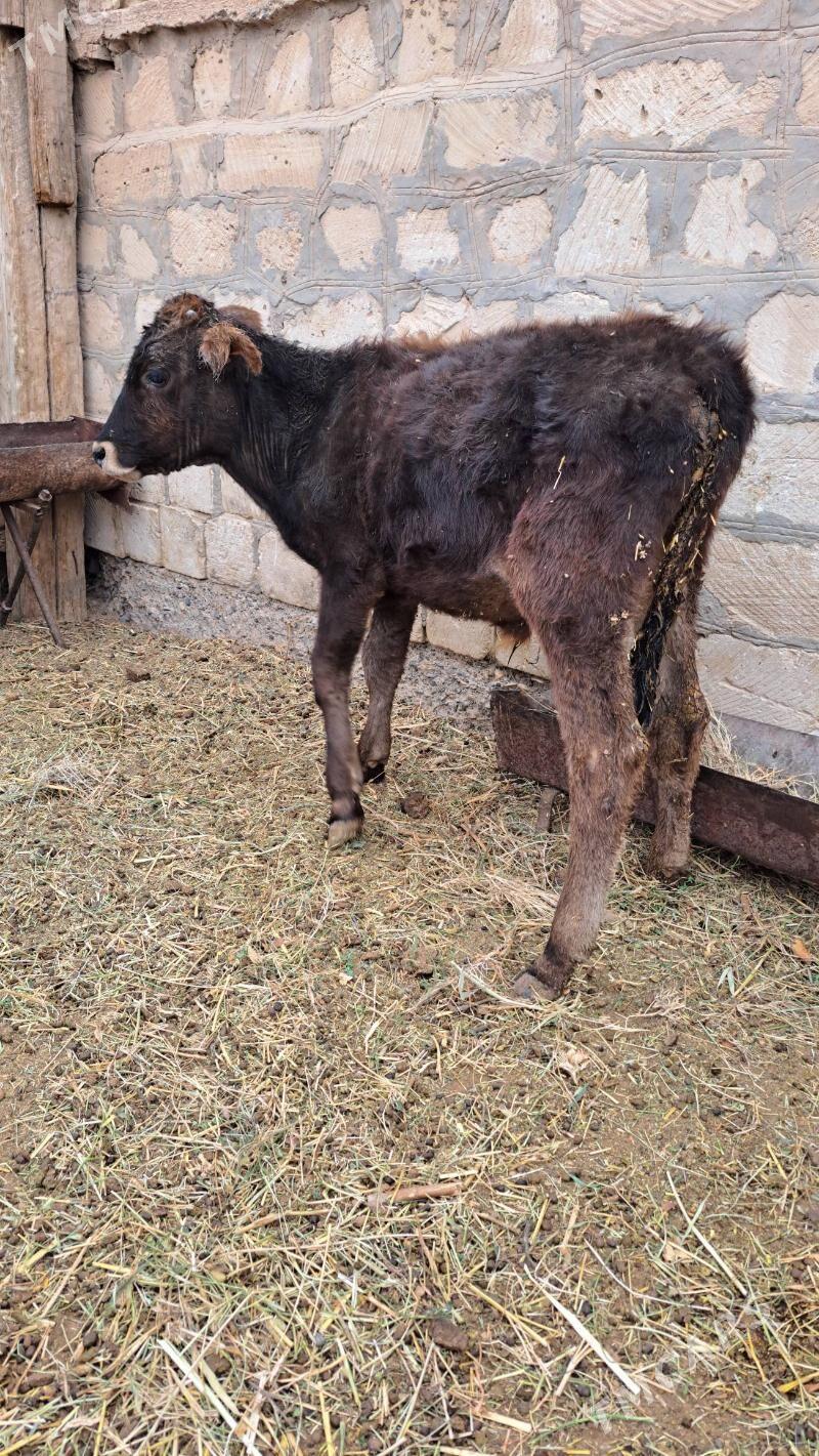 öküzçe - Gyzylarbat - img 2