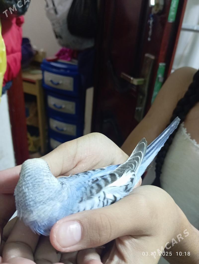 попугай popugay - Parahat 7 - img 2