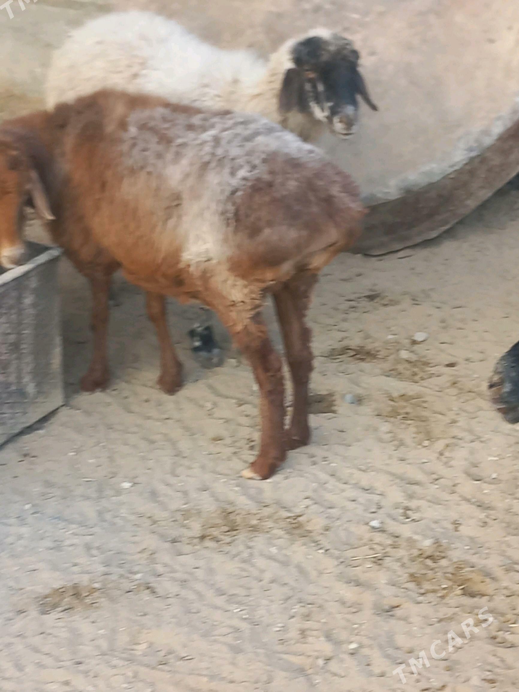 goyun - Büzmeýin - img 2