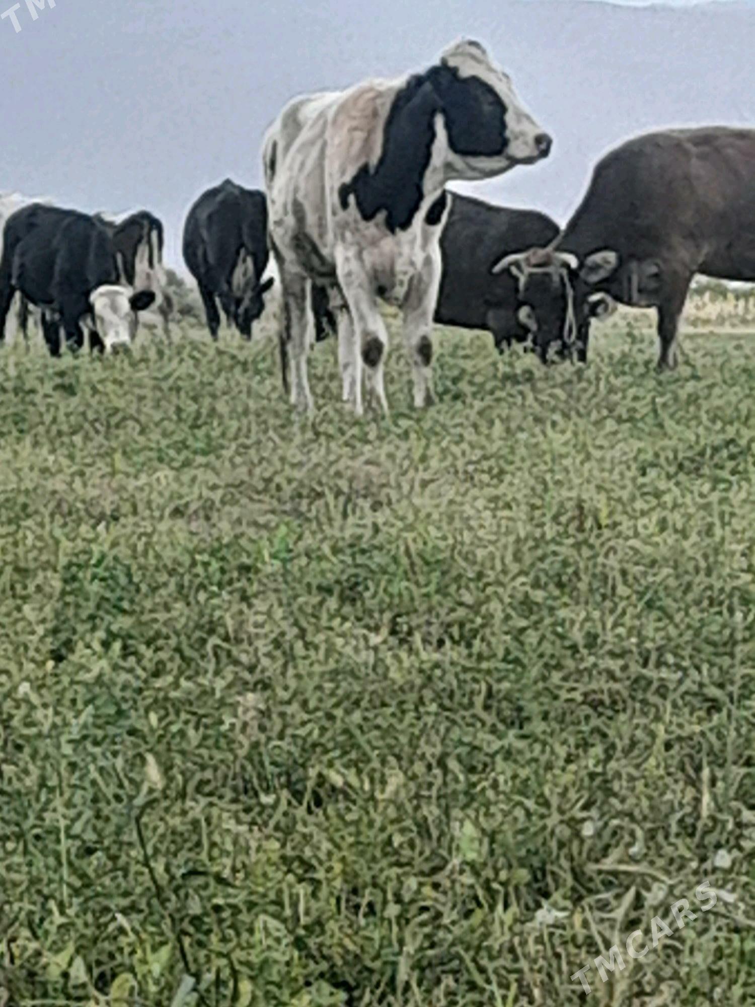 okuz - Бахарден - img 6