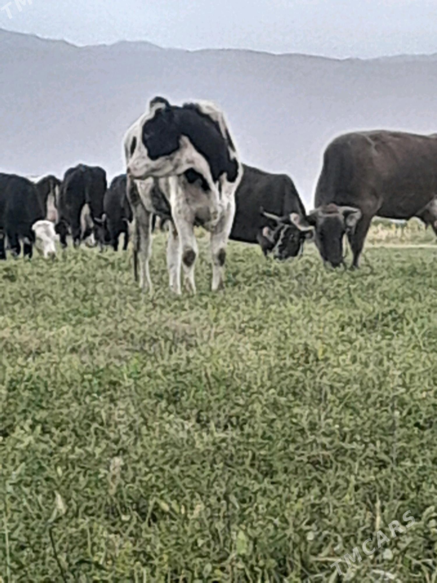 okuz - Бахарден - img 5