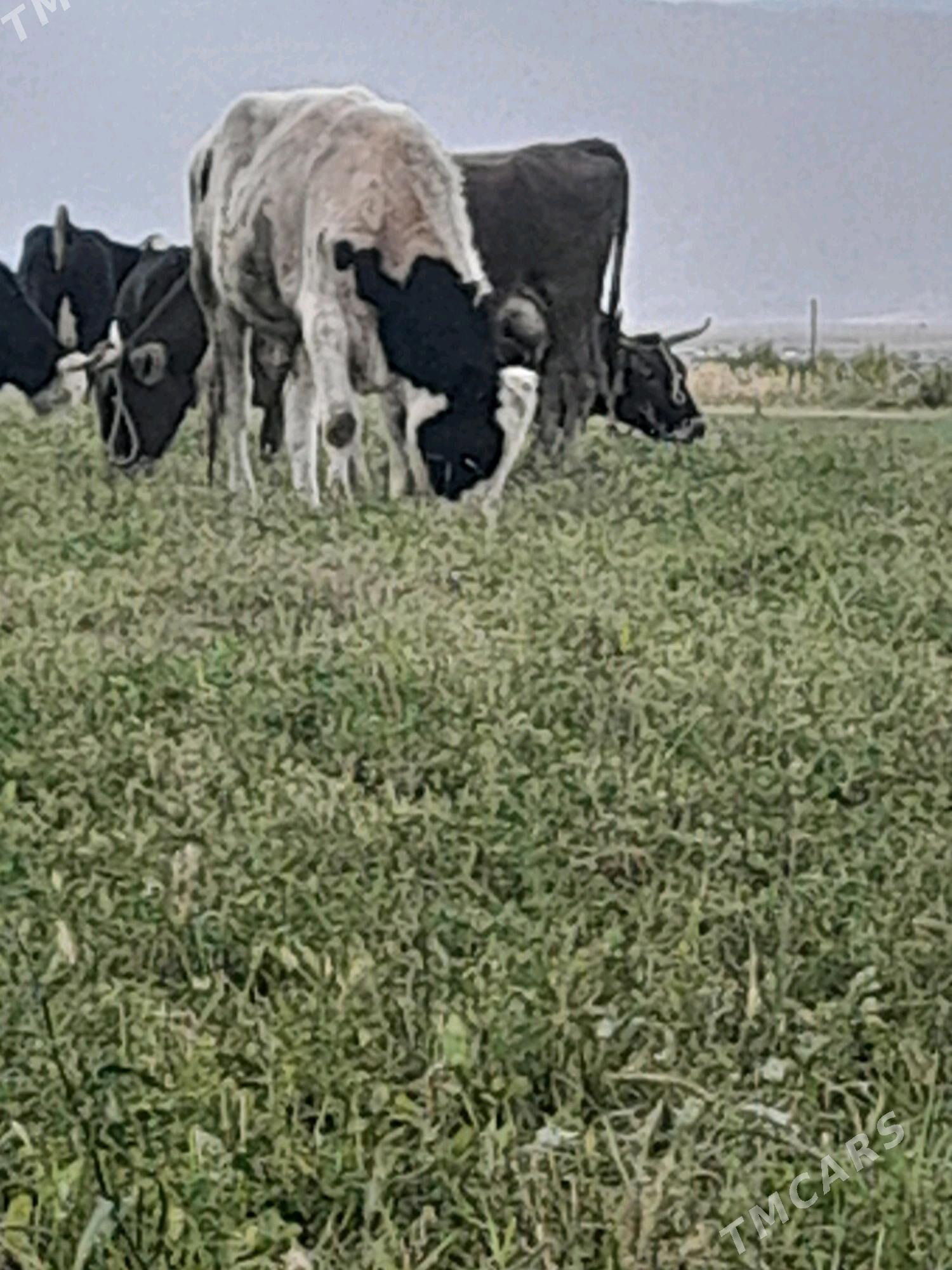 okuz - Бахарден - img 4