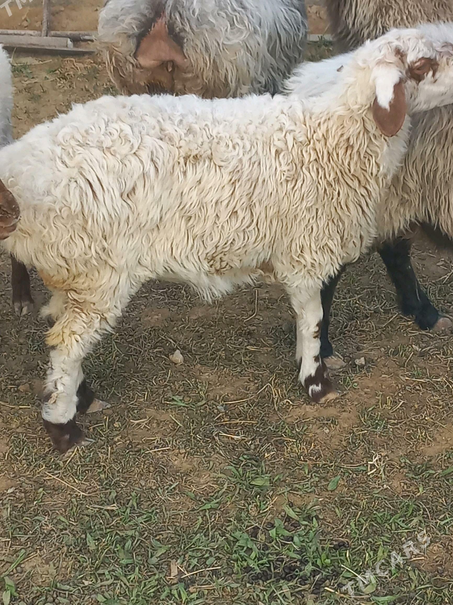 goyun - Büzmeýin - img 3